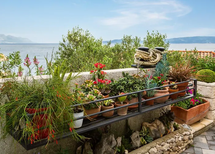 Seaside Kamelia